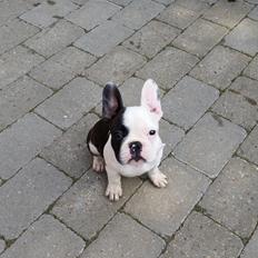 Fransk bulldog Molly