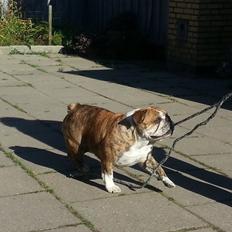 Engelsk bulldog Møffe            (Scarface) Rip 4/12-2023