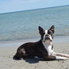 Boston terrier Fanta