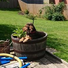 Cocker spaniel Kelly