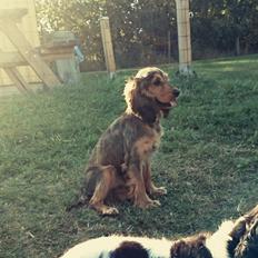 Cocker spaniel Kelly