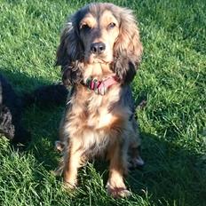 Cocker spaniel Kelly