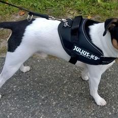 Dansk svensk gaardhund Milo Min Soulmate