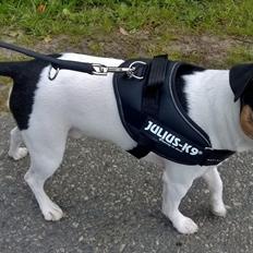 Dansk svensk gaardhund Milo Min Soulmate