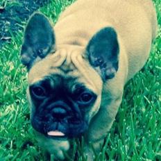Fransk bulldog Ninja