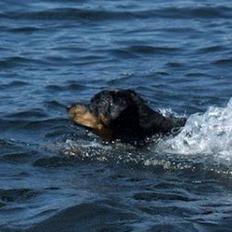 Rottweiler Royce