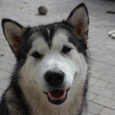 Alaskan malamute Scheiba