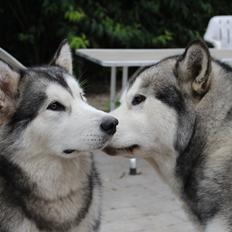 Alaskan malamute Scheiba