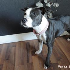 Staffordshire bull terrier Laimi