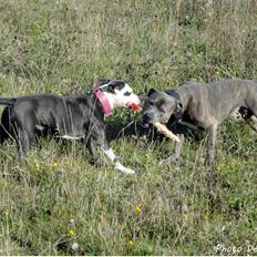 Staffordshire bull terrier Laimi