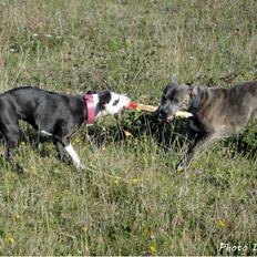 Staffordshire bull terrier Laimi