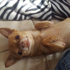 Chihuahua Malde