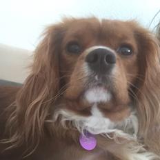 Cavalier king charles spaniel Fie