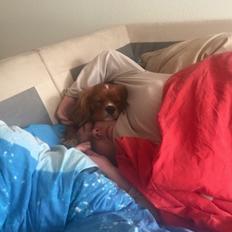 Cavalier king charles spaniel Fie