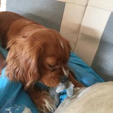 Cavalier king charles spaniel Fie