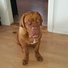 Dogue de bordeaux Lillbitt 