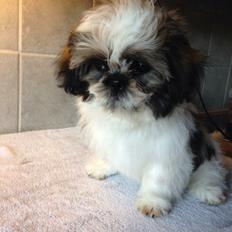 Shih tzu Flindts Emmely For Crying Out Loud (Maggie)
