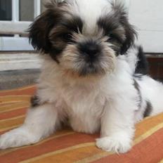 Shih tzu Flindts Emmely For Crying Out Loud (Maggie)