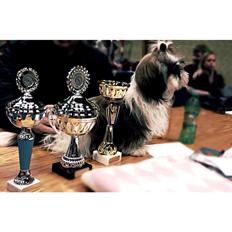 Shih tzu Flindts Emmely For Crying Out Loud (Maggie)