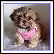 Shih tzu Flindts Fanta Blessing From Above