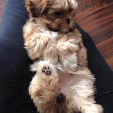 Shih tzu Flindts Fanta Blessing From Above