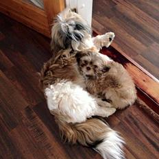 Shih tzu Flindts Fanta Blessing From Above