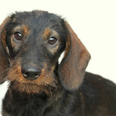 Dværggravhund Højsletgaard's Izza