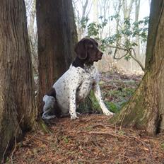 Gammel dansk hønsehund Nynne