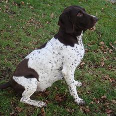 Gammel dansk hønsehund Nynne