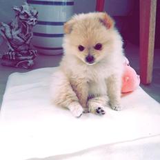 Pomeranian Lady