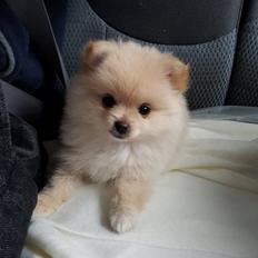 Pomeranian Lady
