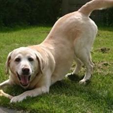 Labrador retriever Salli