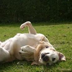 Labrador retriever Salli