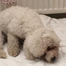 Bichon à poil frisé Haabegaard's Xena givet væk