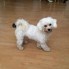 Bichon à poil frisé Haabegaard's Xena givet væk