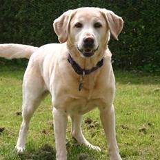 Labrador retriever Salli