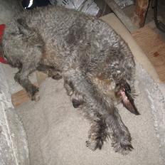 Irsk ulvehund Rolf<3 kælenavn: Rolle/Basse