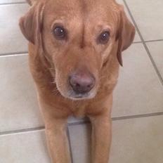 Labrador retriever Balto