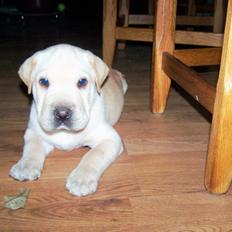 Blanding af racer Himmelhund Walther