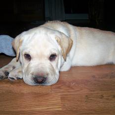 Blanding af racer Himmelhund Walther