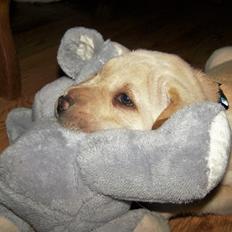 Blanding af racer Himmelhund Walther