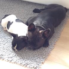 Fransk bulldog Greenhills Bulldogs Irmalou