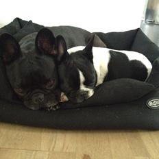 Fransk bulldog Greenhills Bulldogs Irmalou