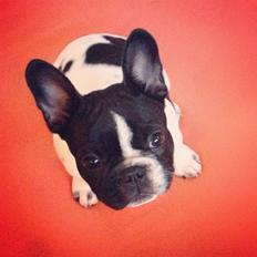 Fransk bulldog Greenhills Bulldogs Irmalou