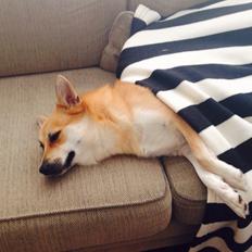 Islandsk fårehund Freja