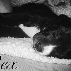 Blanding af racer Rex