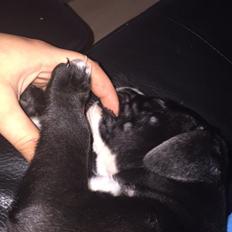 Blanding af racer Rex