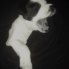 Blanding af racer Kenzo