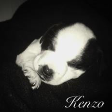 Blanding af racer Kenzo