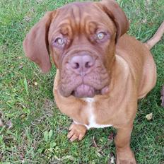 Dogue de bordeaux Lillbitt 